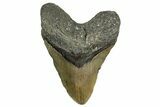 Fossil Megalodon Tooth - North Carolina #361718-1